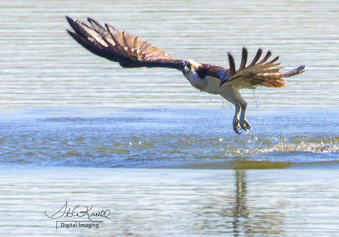 Osprey in Flight
