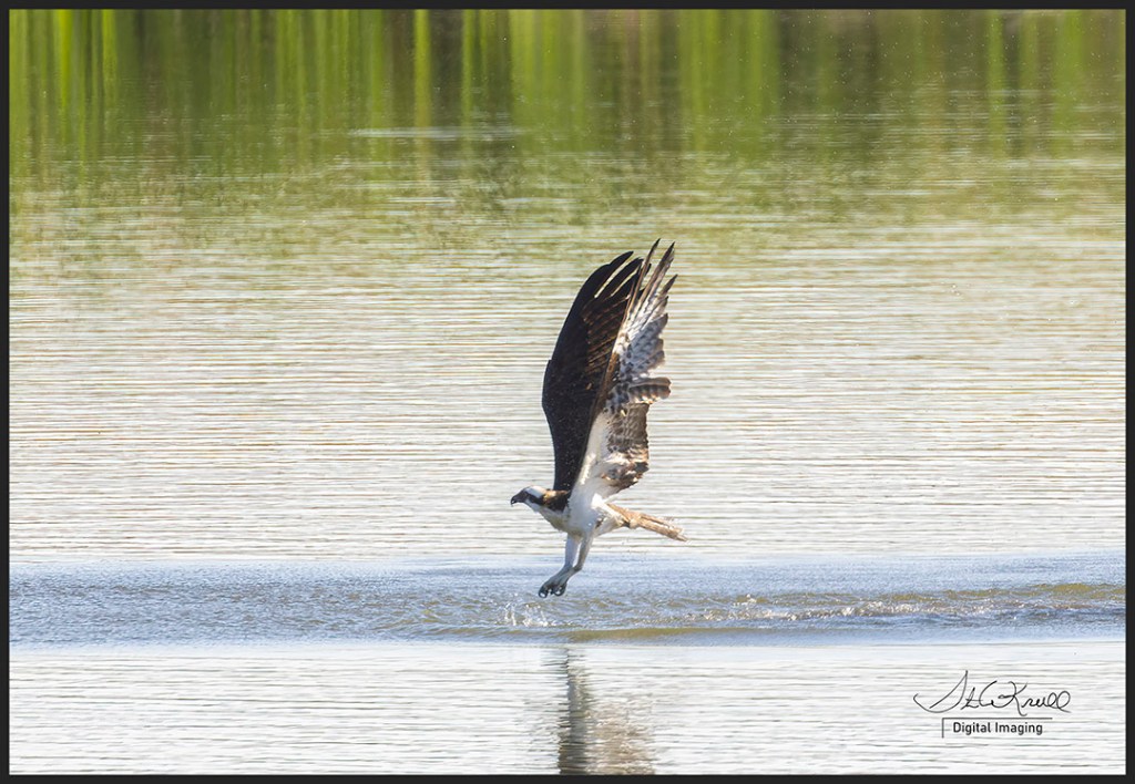 Osprey in Flight