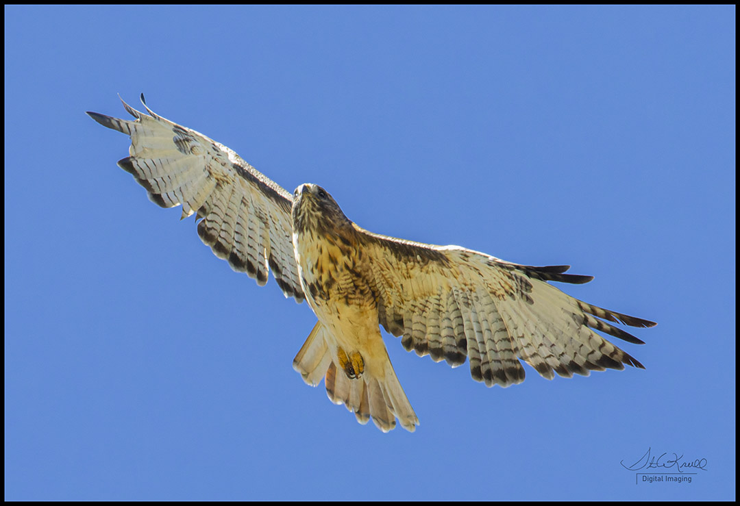 Red-tail Hawk