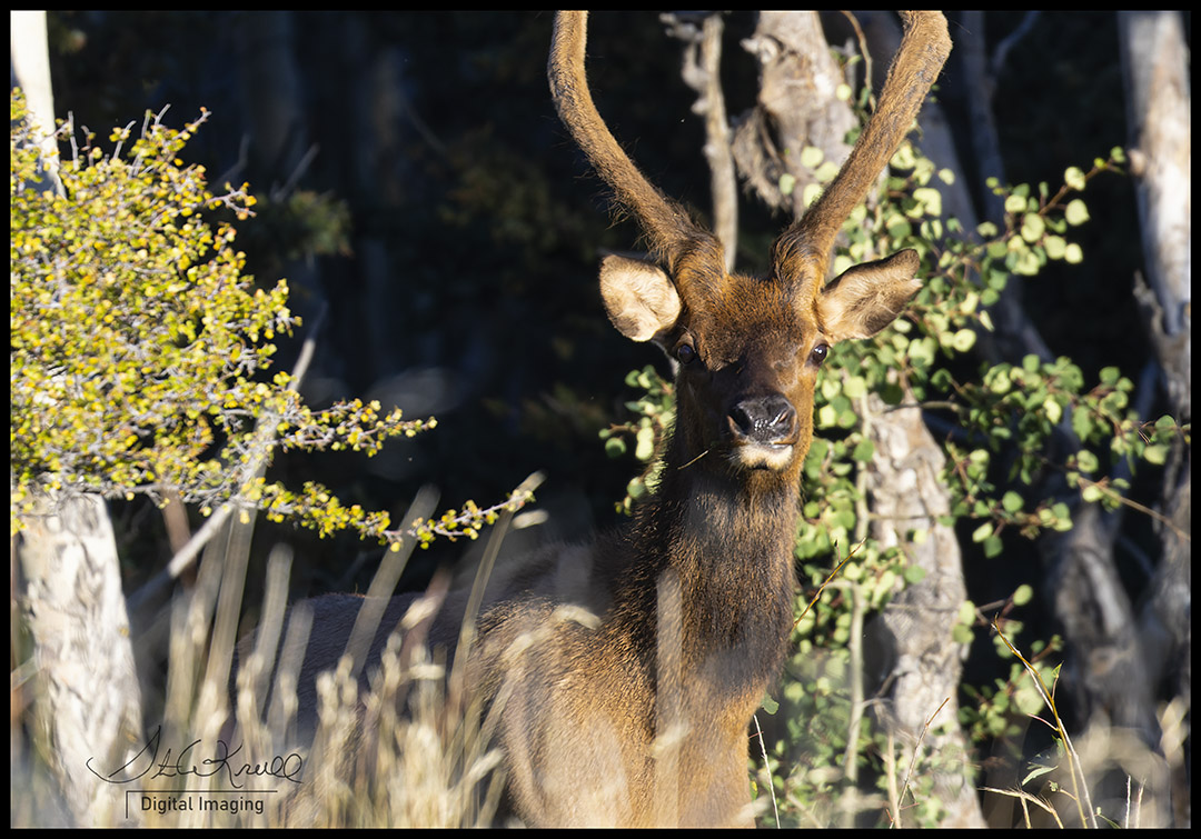 Bull Elk