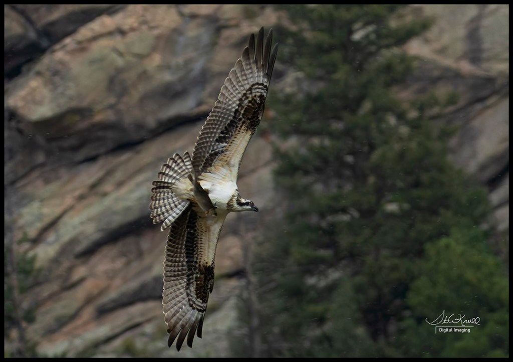 Osprey in Flight