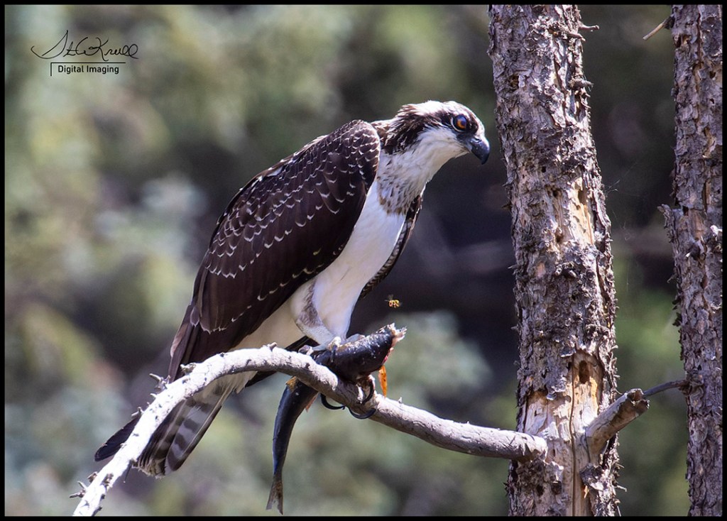 Juvenile Osprey