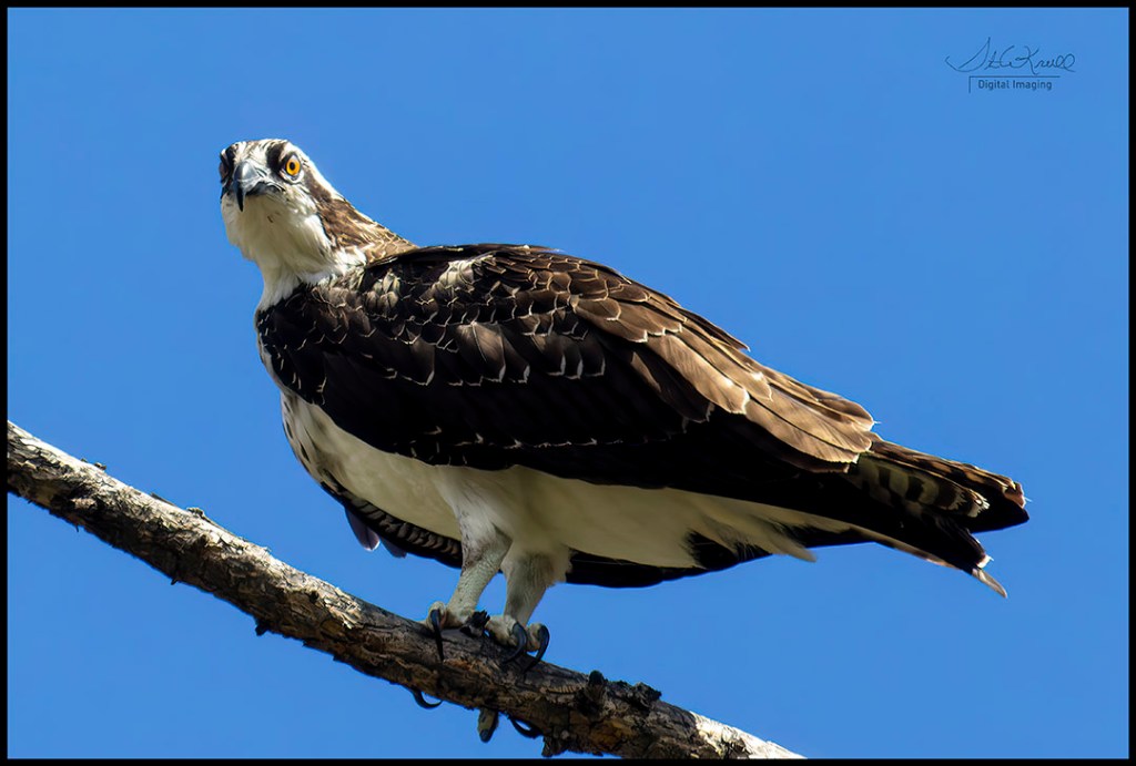Juvenile Osprey