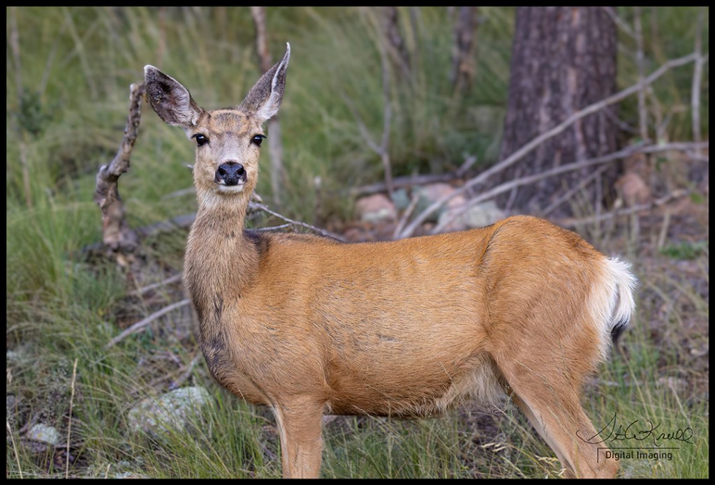 Mule Deer Fawn