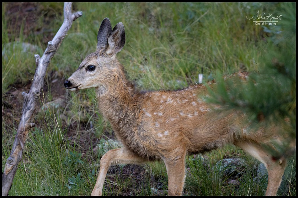 Mule Deer Fawn
