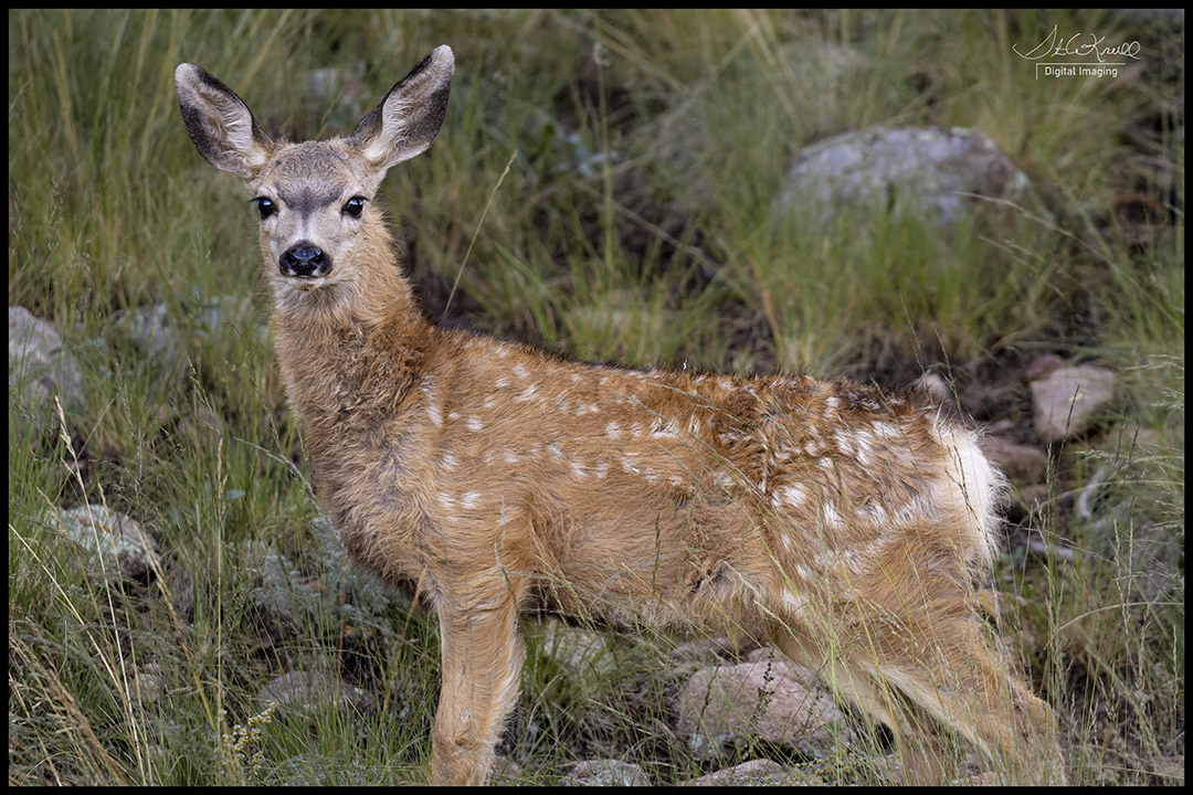 Mule Deer Fawn