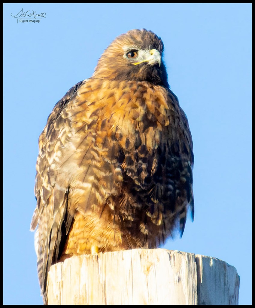 Red-tail Hawk