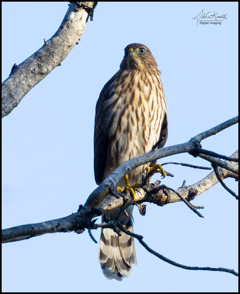 Cooper's Hawk