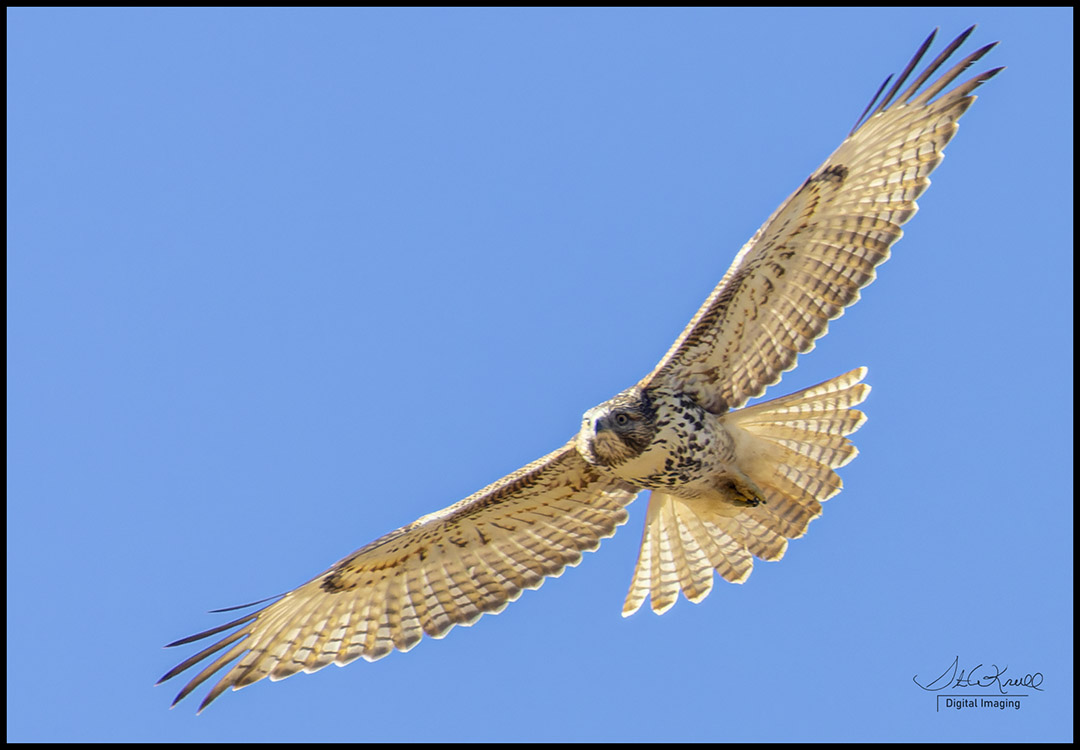 Red-tail Hawk