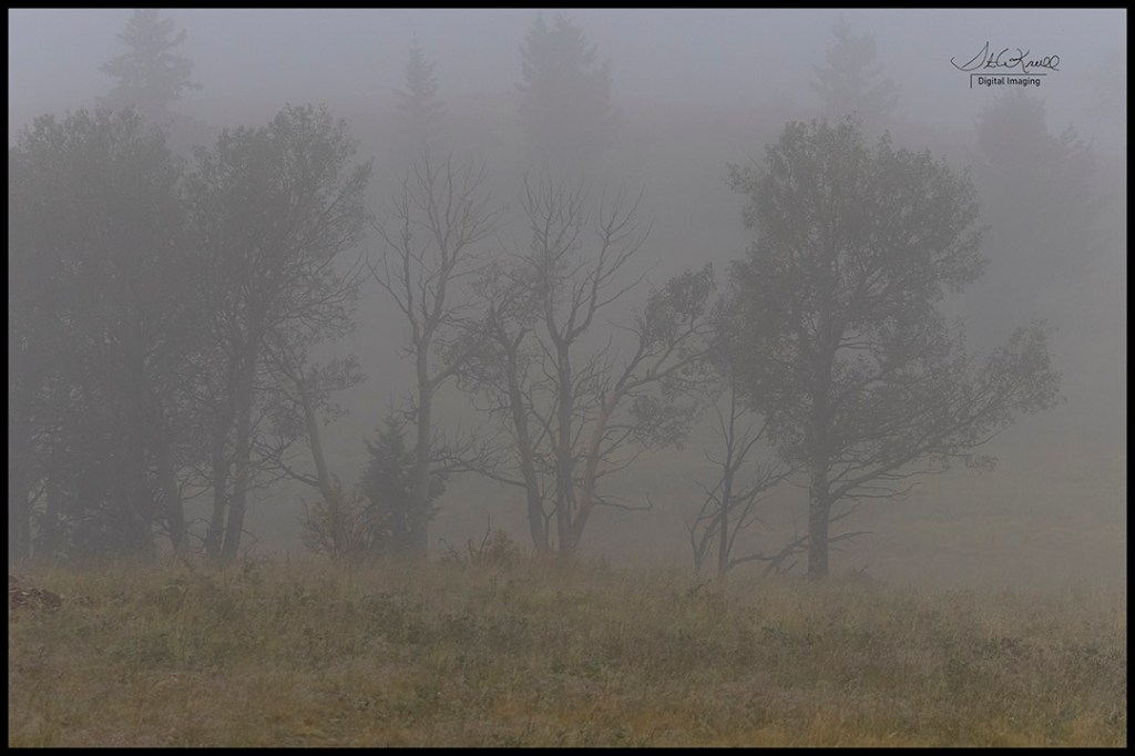 Foggy Trees