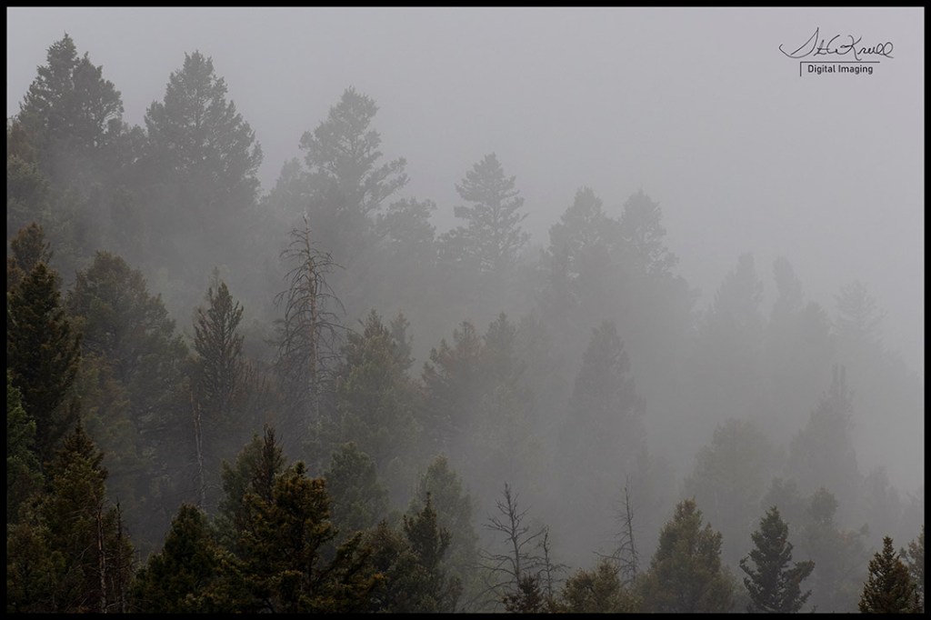 Foggy Trees