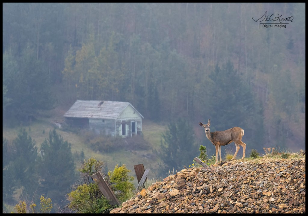 Deer in Fog