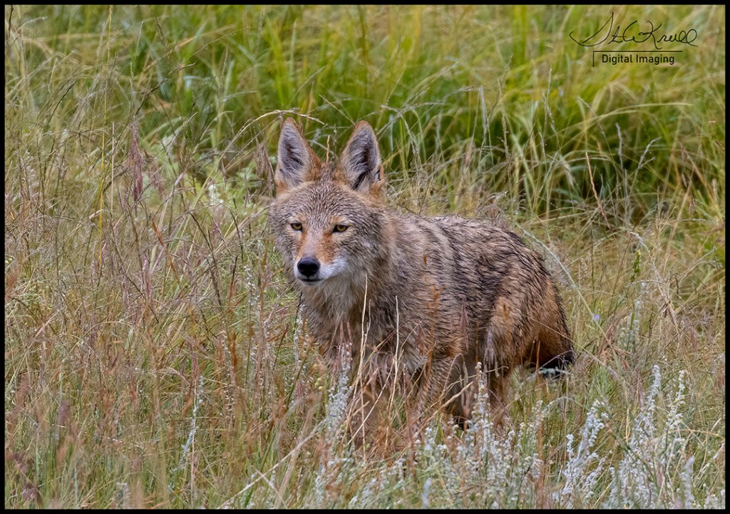 Coyote with Carcass