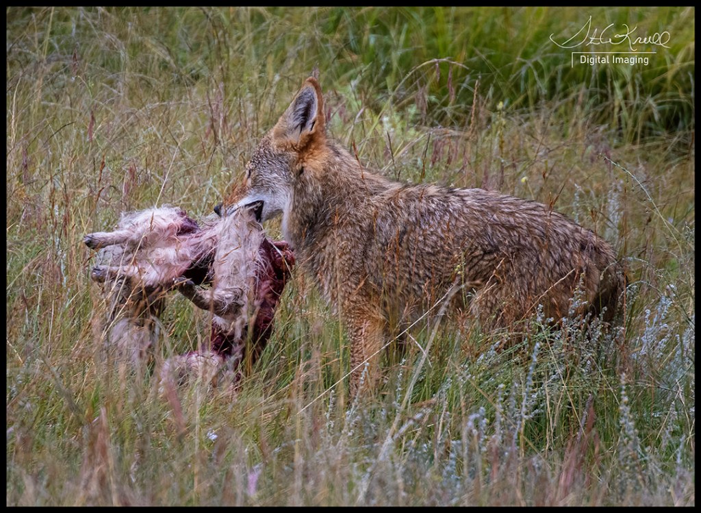 Coyote with Carcass