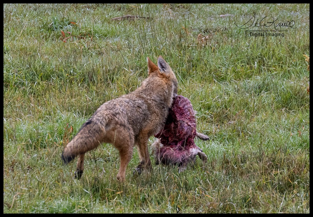 Coyote with Carcass