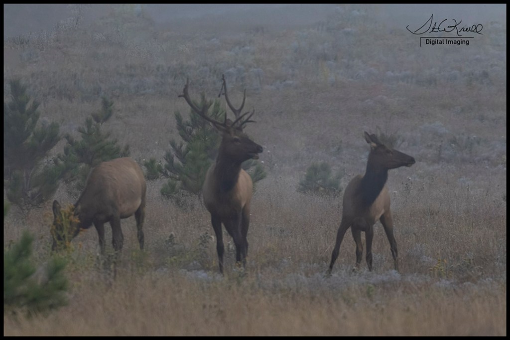 Foggy Elk Herd