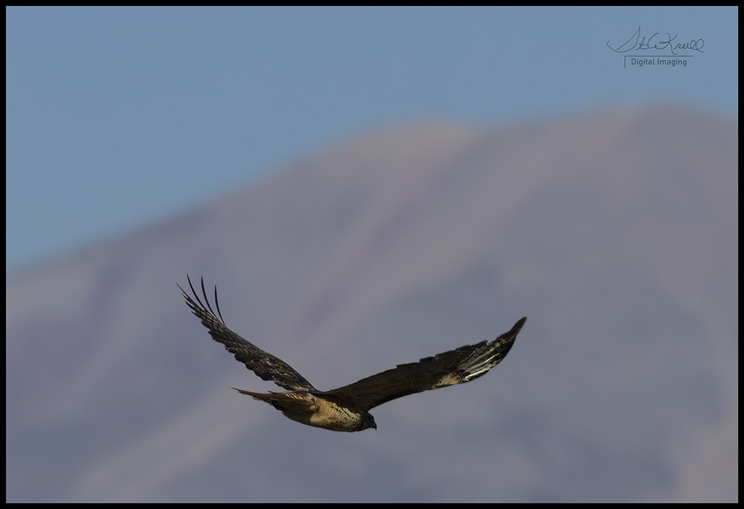 Red-tail Hawk