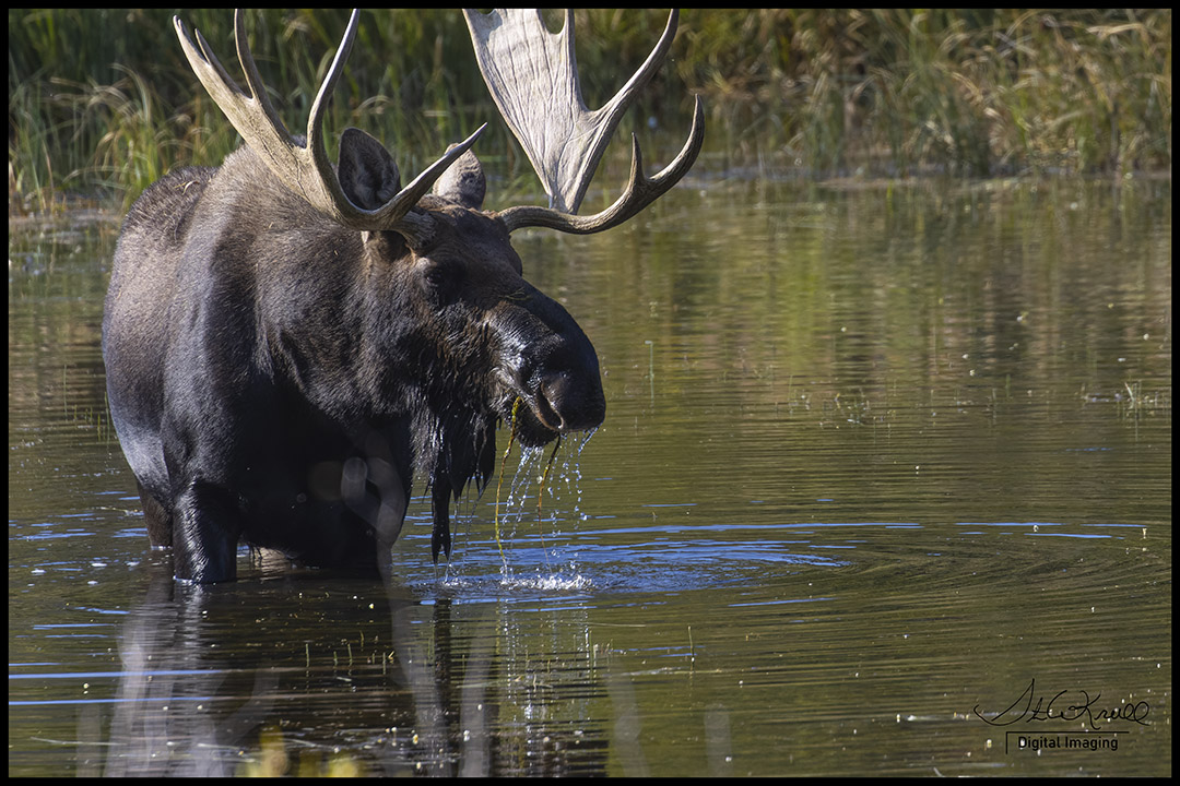 Autumn Moose