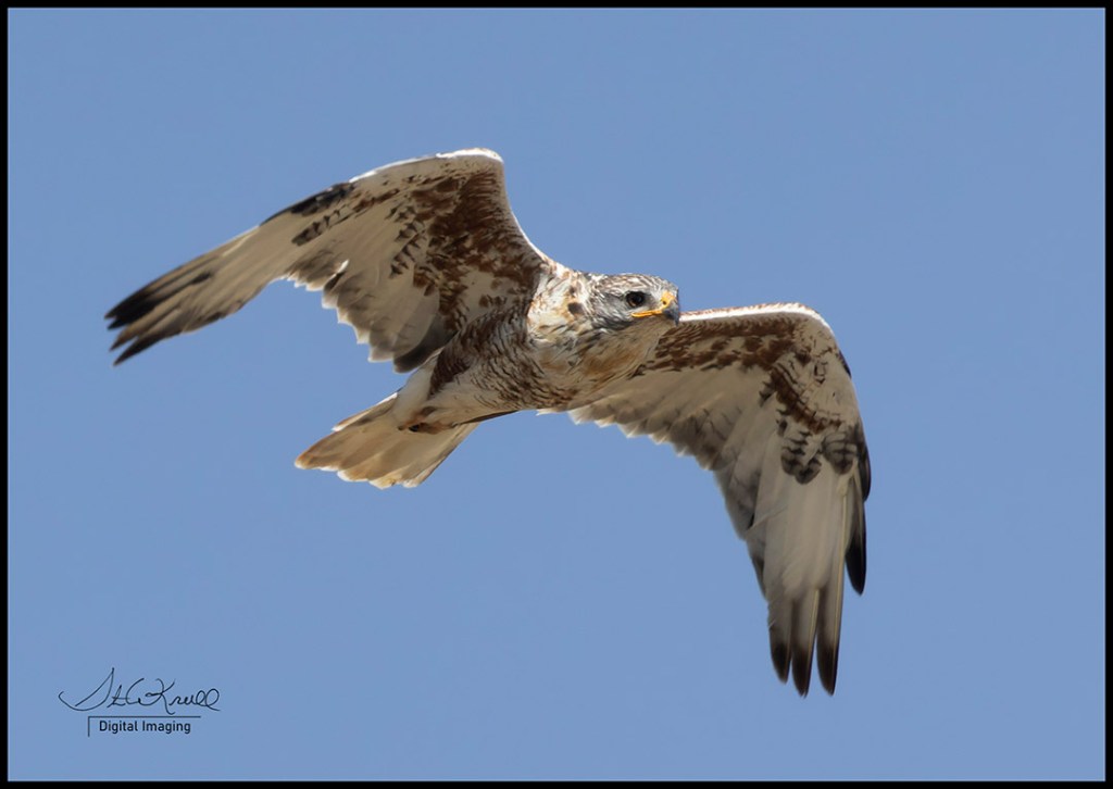 Red-tail Hawk