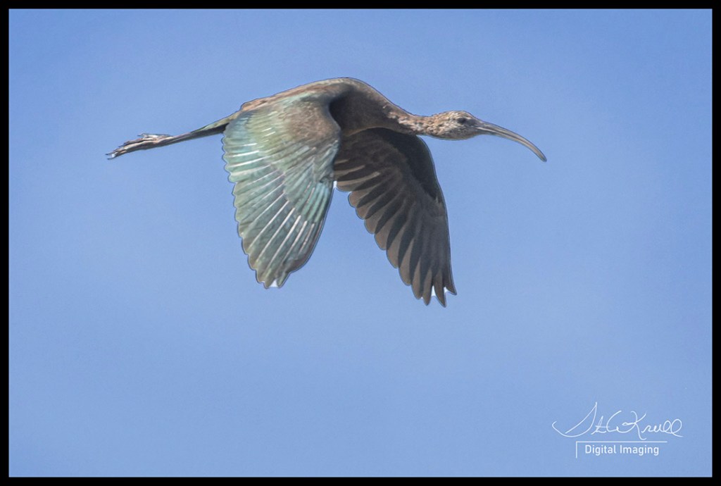 White Faced IBIS