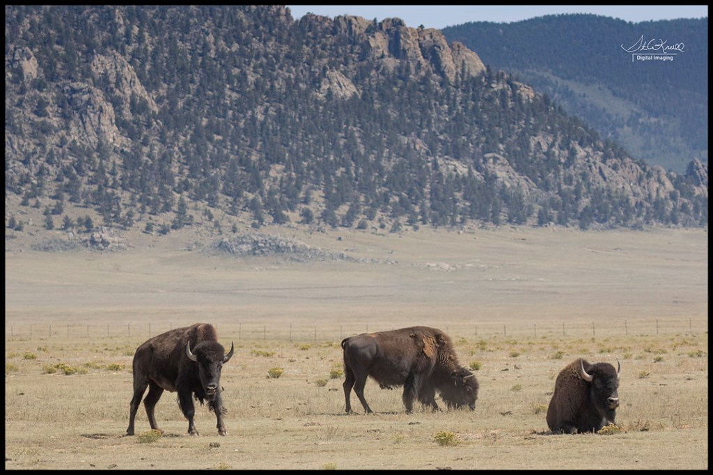 American Bison