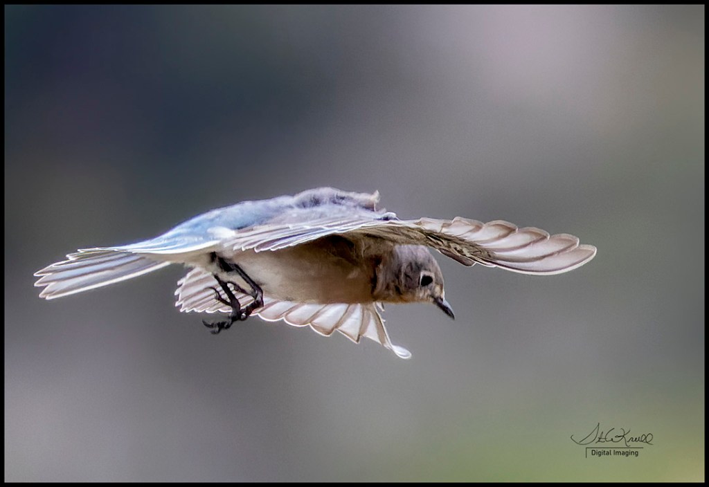 Mountain Bluebird