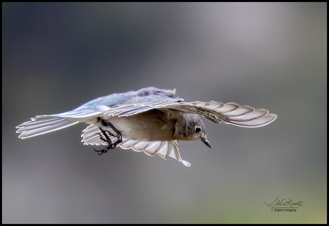 Mountain Bluebird