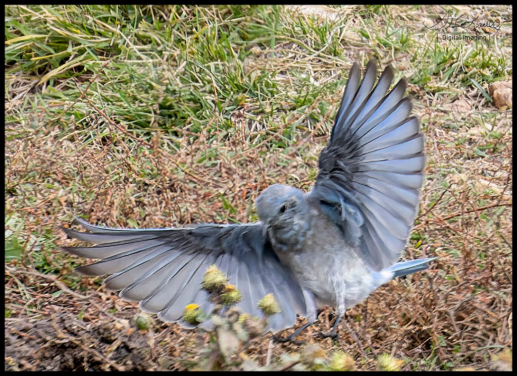 Mountain Bluebird