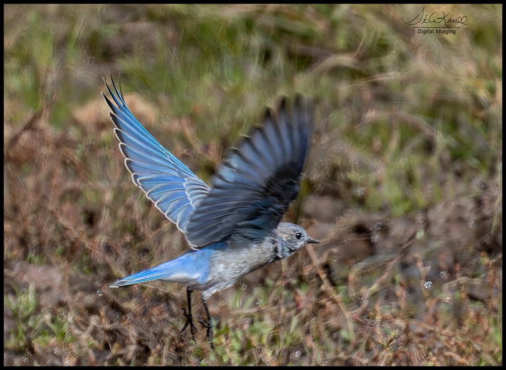 Mountain Bluebird
