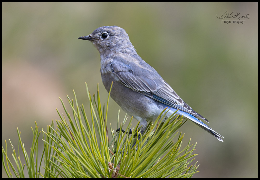 Mountain Bluebird