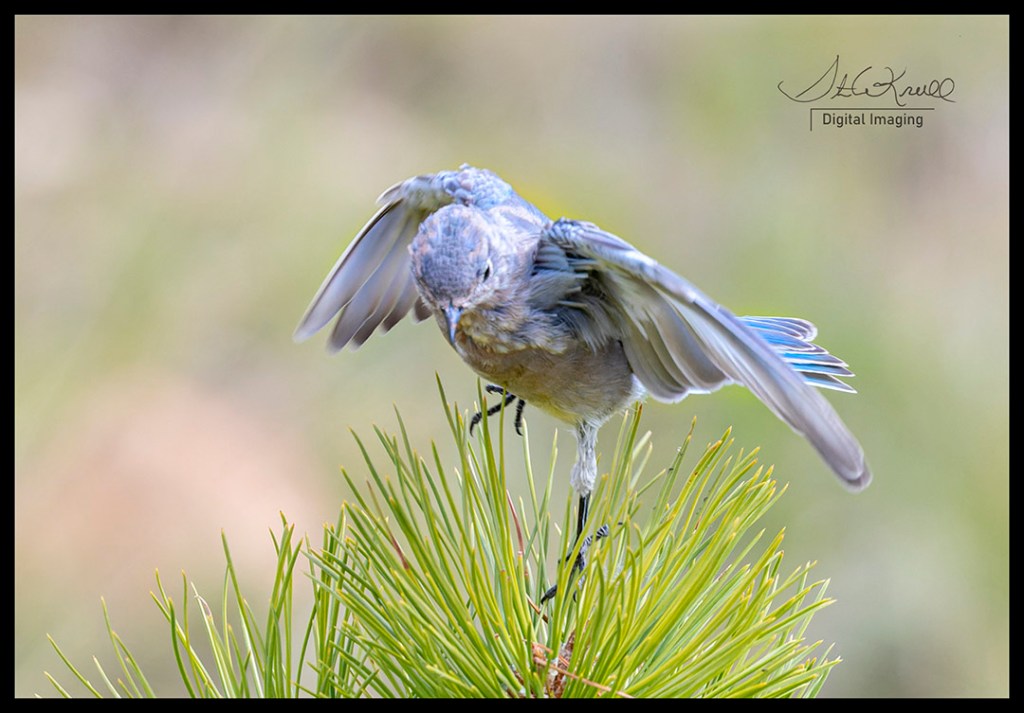Mountain Bluebird