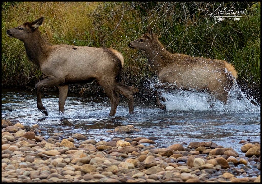 Elk Herd