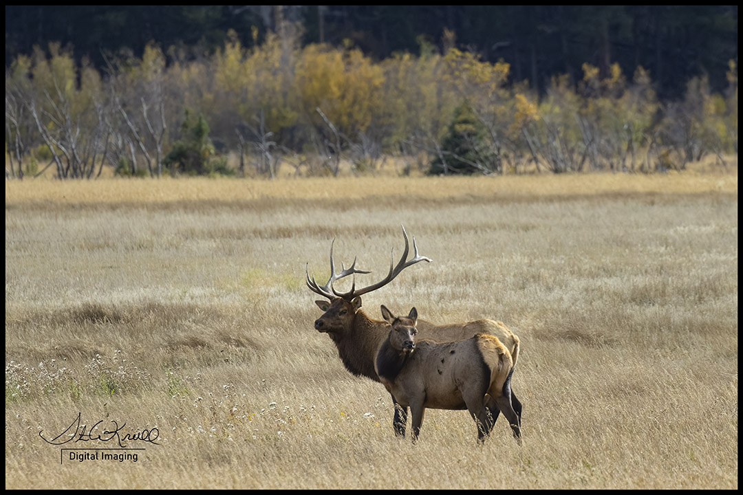 Elk Herd