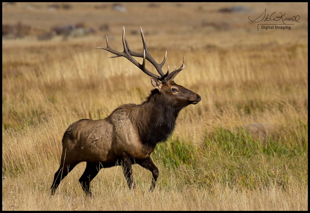 Majestic Bull Elk