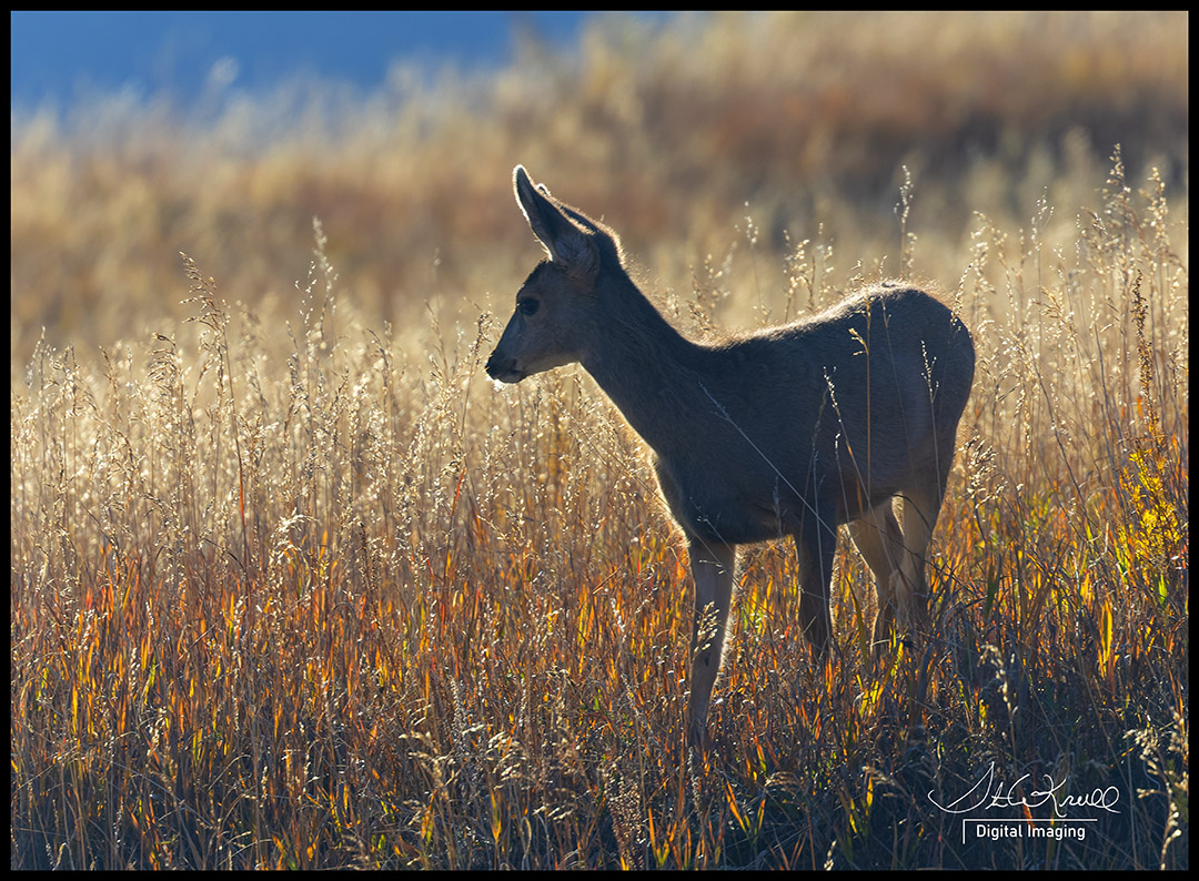 Victor Colorado Autumn