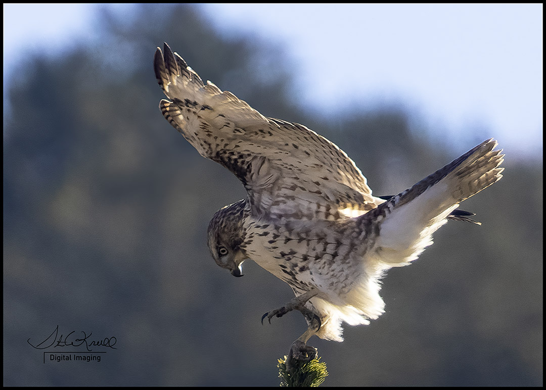 Red-tailed Hawk