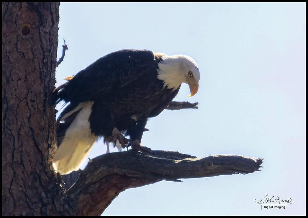 Bald Eagle Canyon