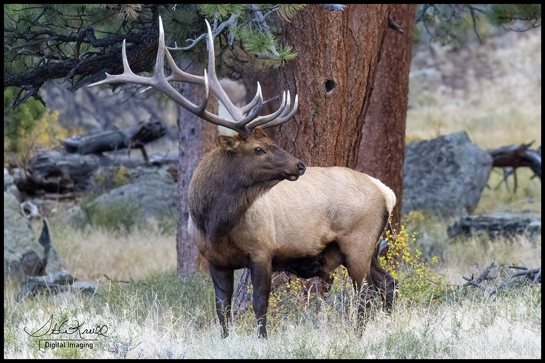 Bull Elk