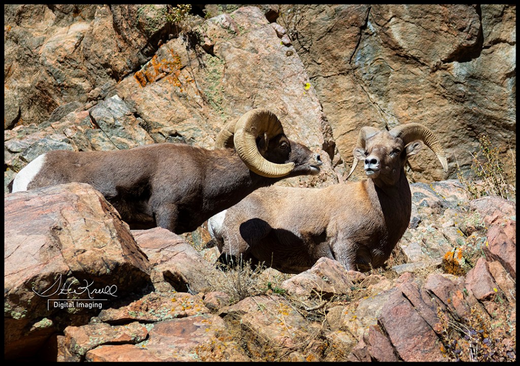 Bighorn Sheep