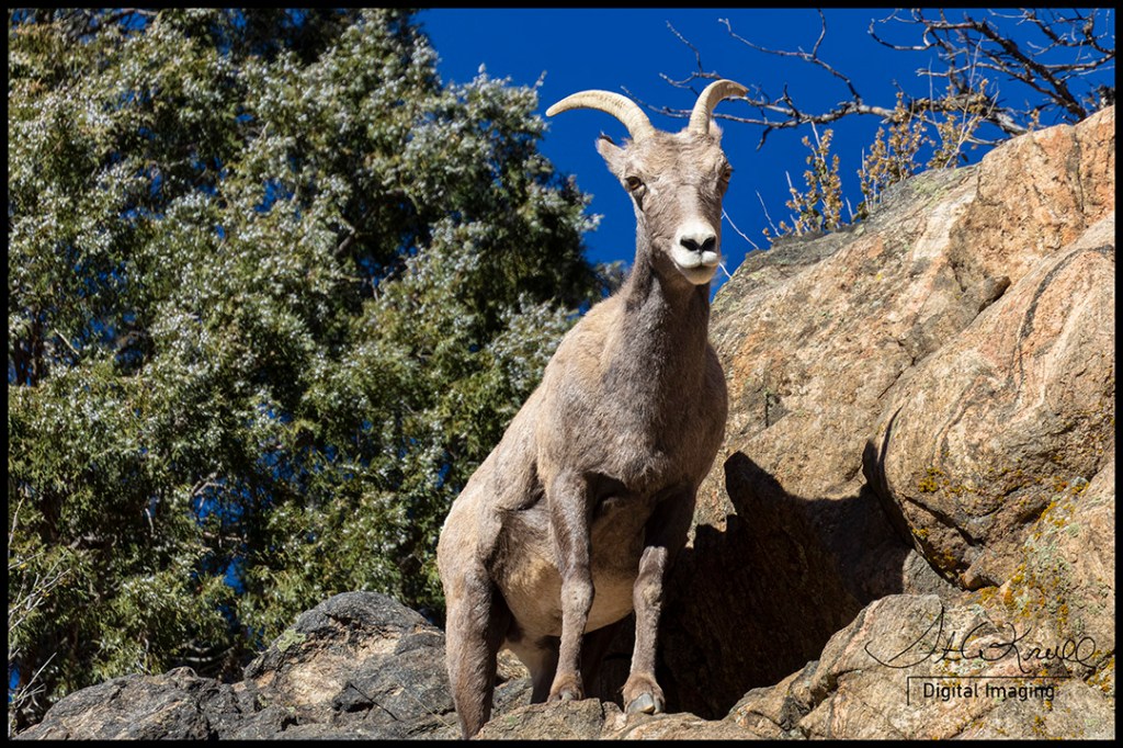 Bighorn Sheep