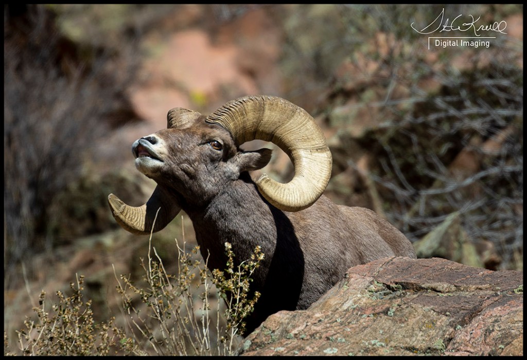 Bighorn Sheep