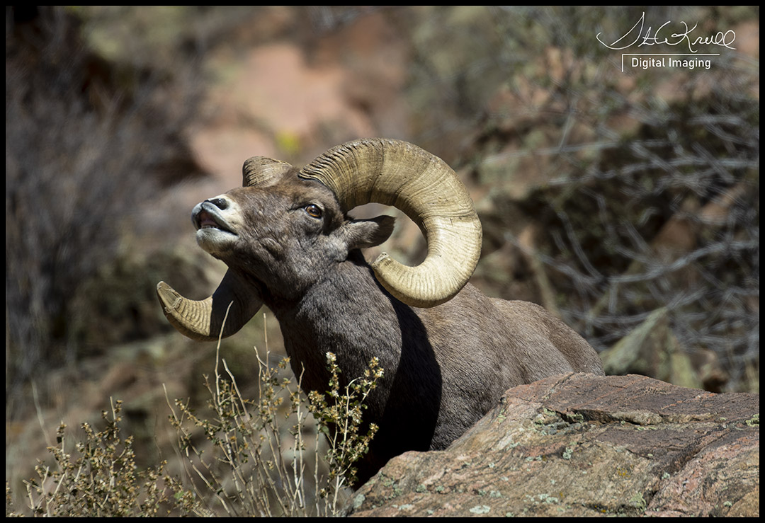 Bighorn Sheep