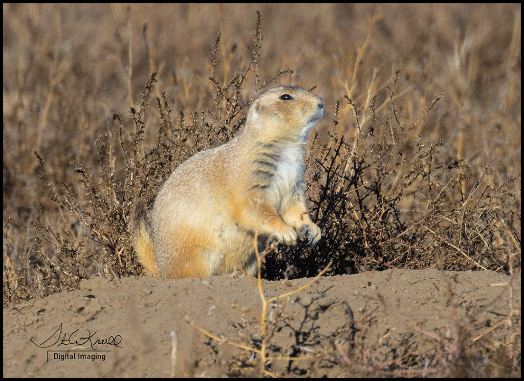 Prairie Dogs