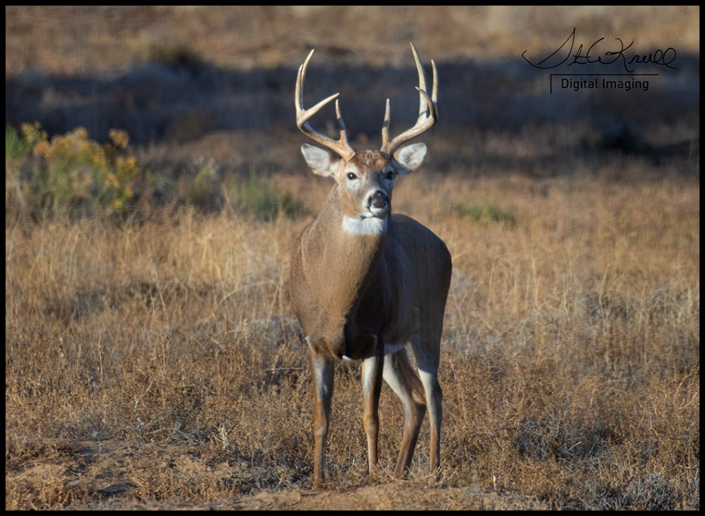 Whitetail Deer