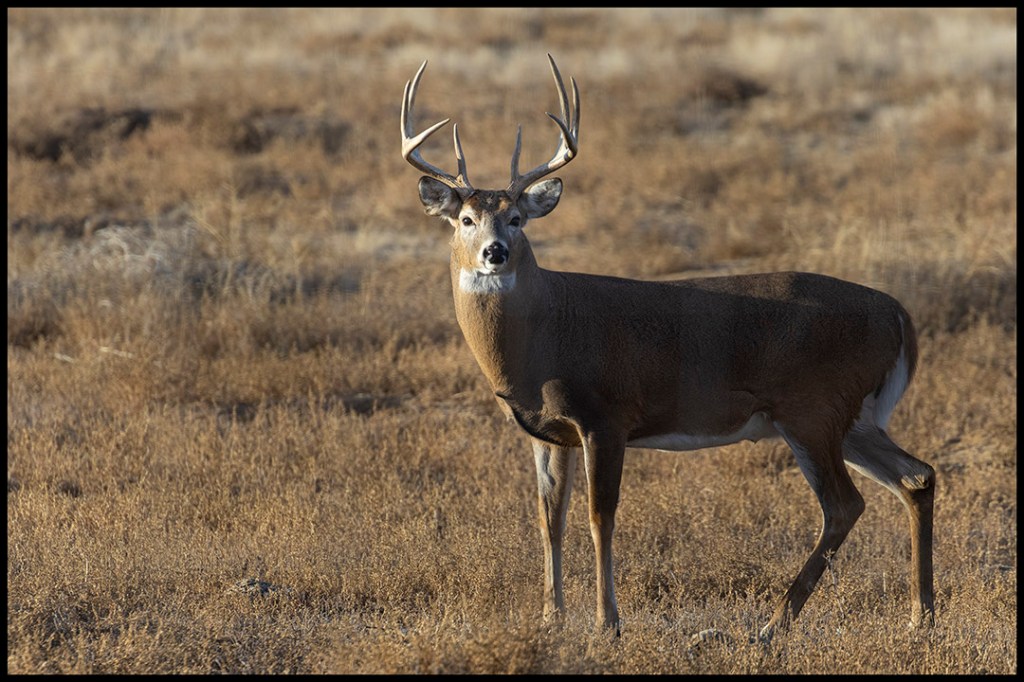 Whitetail Deer