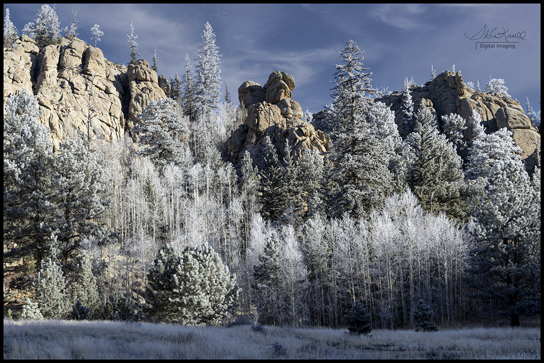 Frosty Forest