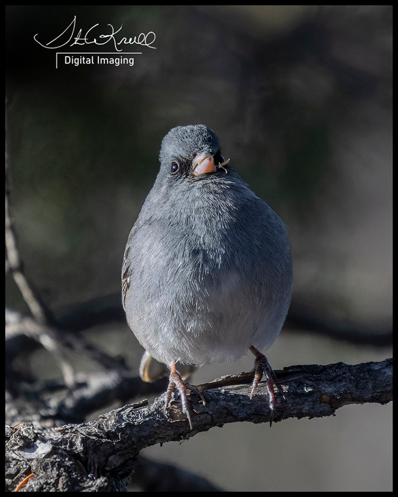 Dark-eyed Junco