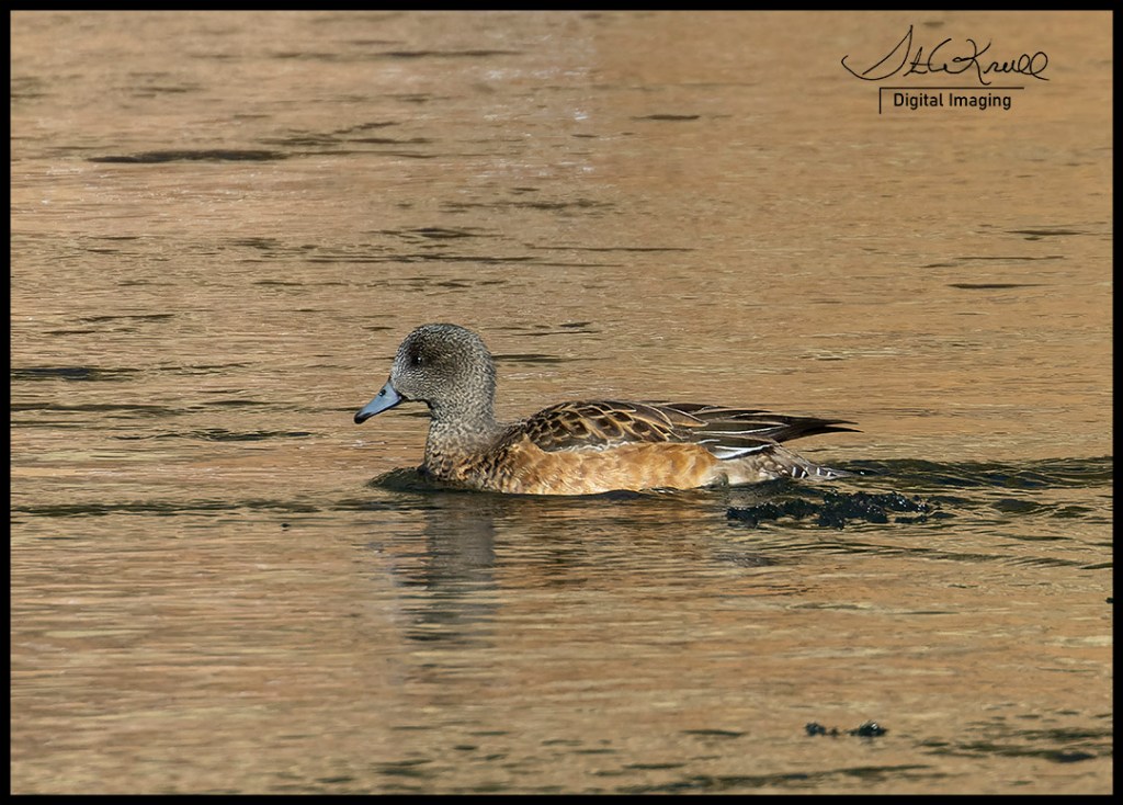 American Wigeon