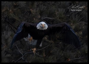 Bald Eagles at Eleven Mile Canyon