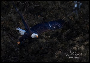 Bald Eagles at Eleven Mile Canyon